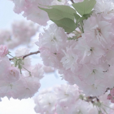 博罗FurryQQ群介绍